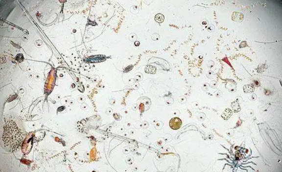 高德用生物显微镜观察捕虫囊捕食水中微生物的行为